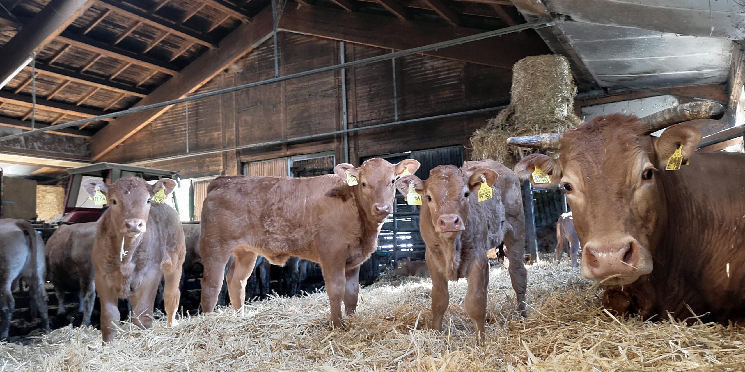 Wintermonate: Tiere im Stall